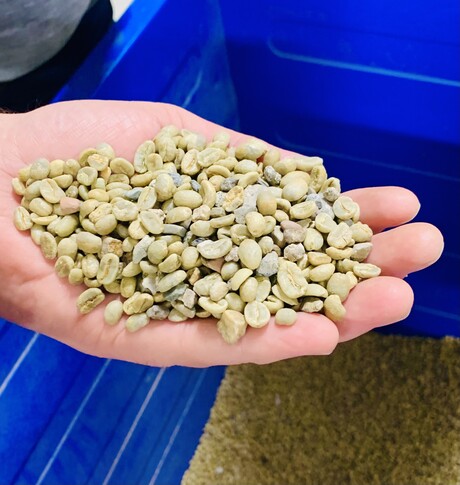Joh Johannson Kaffe社が、ブラジルとコロンビアから輸入したコーヒーの生豆。